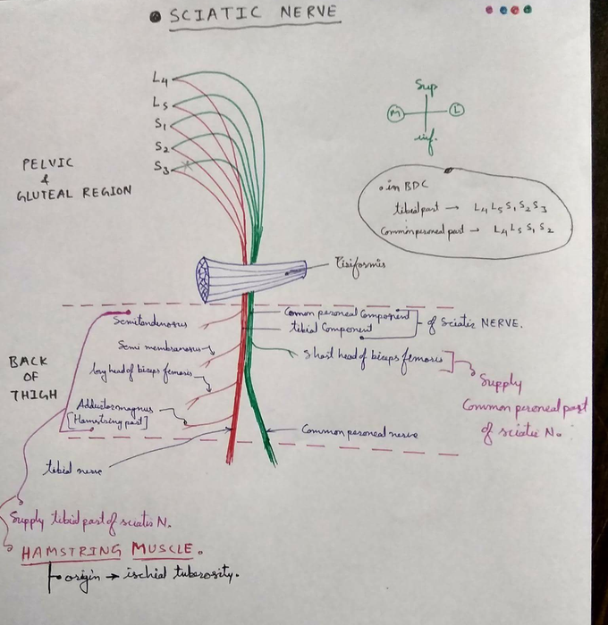 How to draw sciatic nerve