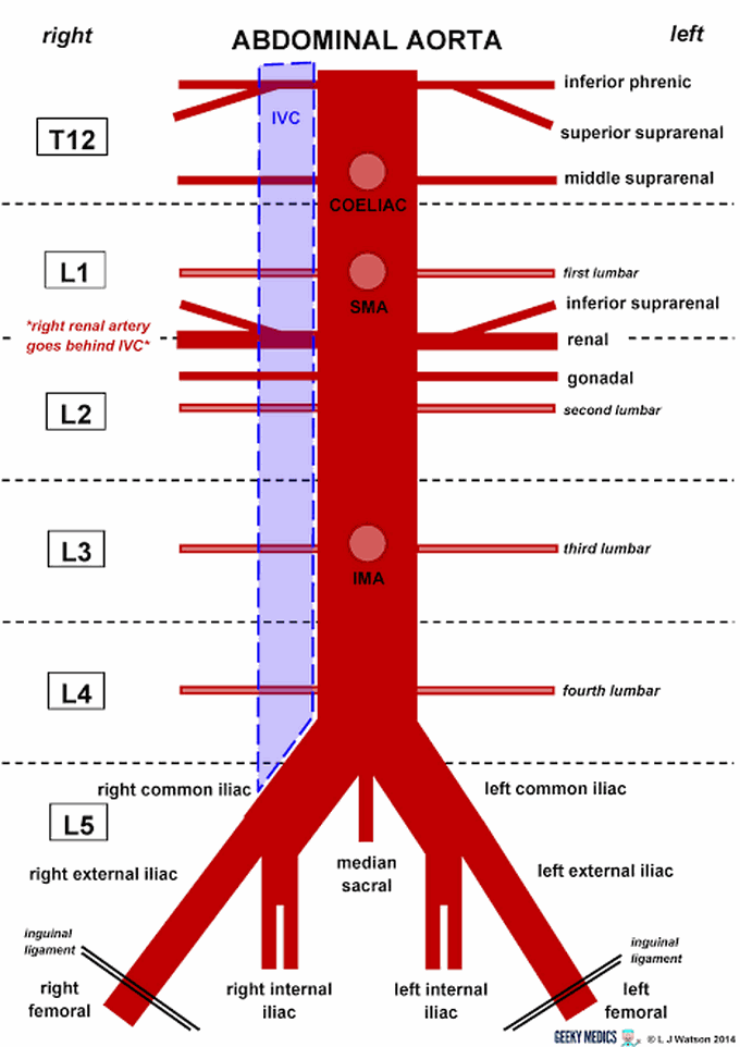 Abdominal Aorta and it's branches