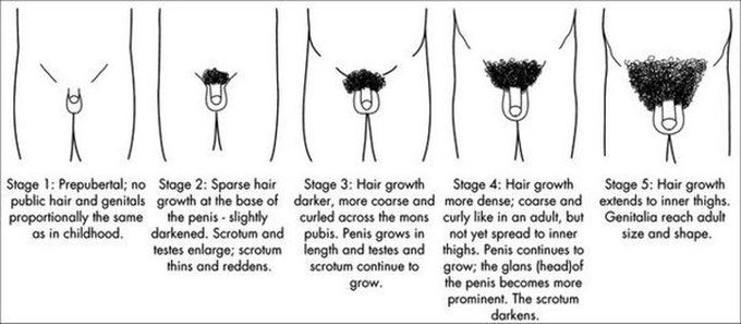What are the stages of puberty for boys?