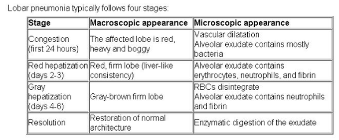 Stages of Lobar Pneumonia