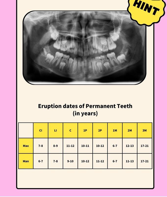 Permanent Dentition Eruption Chart