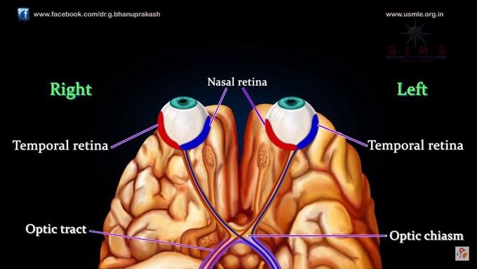 VISUAL PATHWAY ANIMATED - MEDVIZZ animated anatomy lectures USMLE Step 1