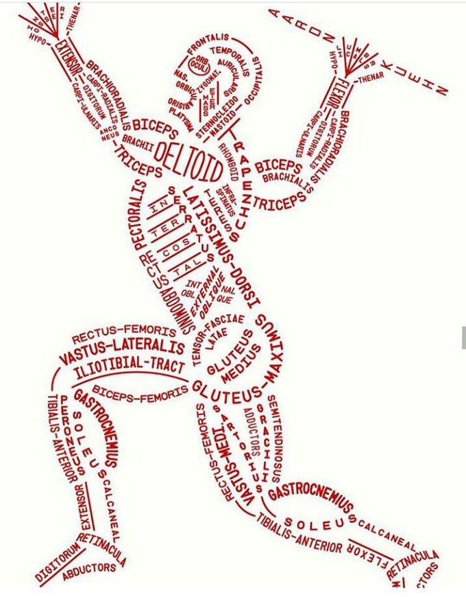 Body Muscle