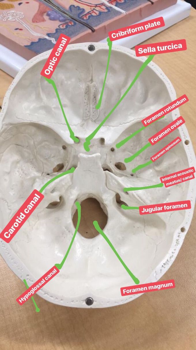 Important markings of skull