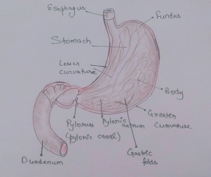 Stomach Anatomy