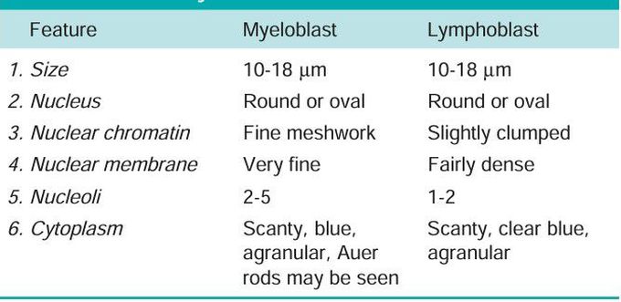 Blast Cells