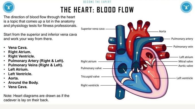 Blood Flow