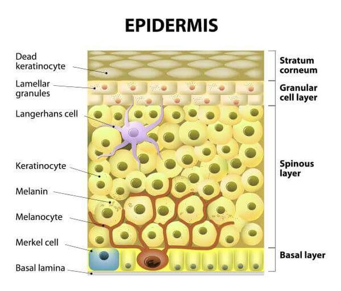 Langerhans cells