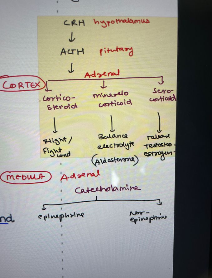 adrenal cortex