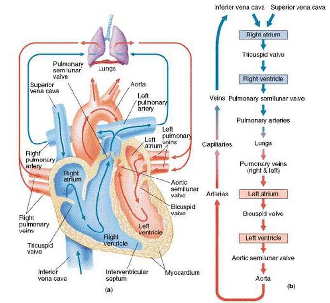 Blood flow