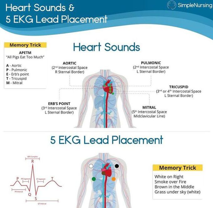 Heart sounds and EKG Lead placement