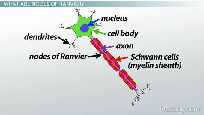 Nodes of ranvier / Gaps between myelin sheath