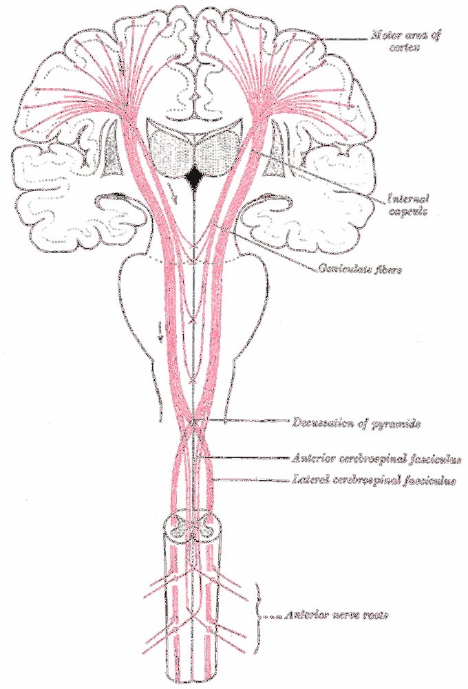 The motor tract (Upper motor neurons and Lower motor neurons)
