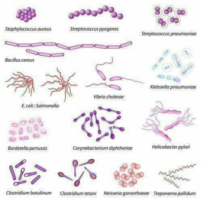 Bacteriology ✌💞