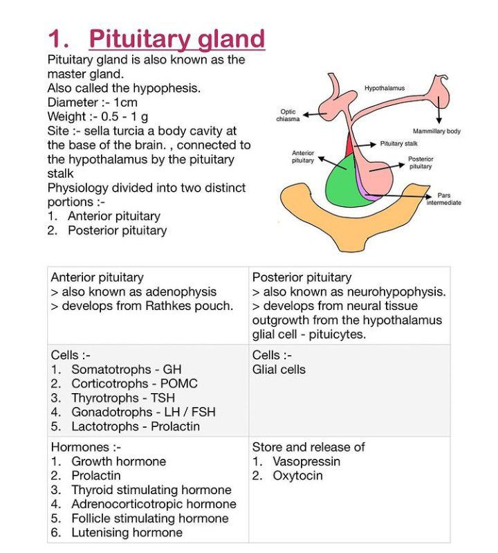 Pituitary Gland MEDizzy
