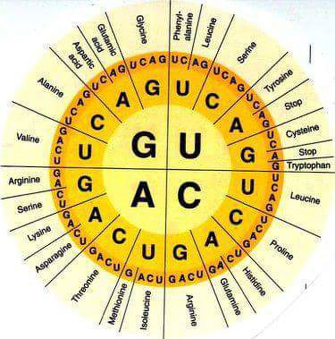 GENITIC CODE