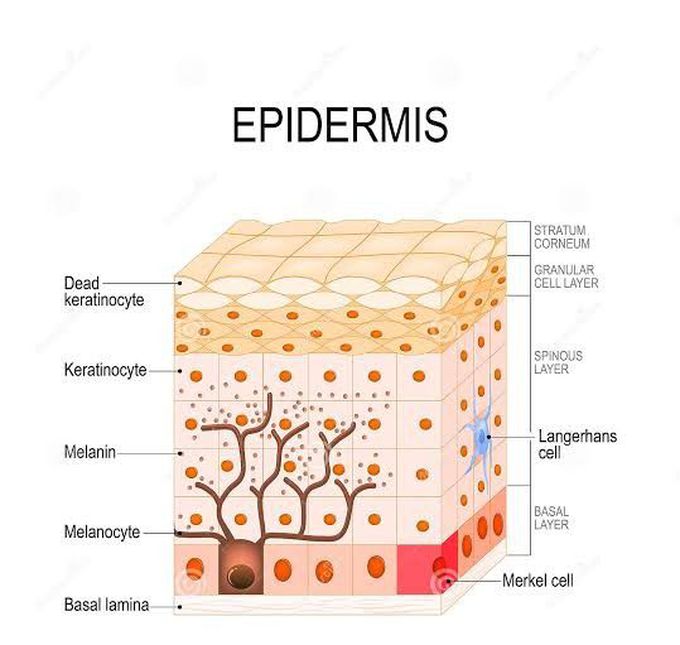 Outer most skin layer - Epidermis