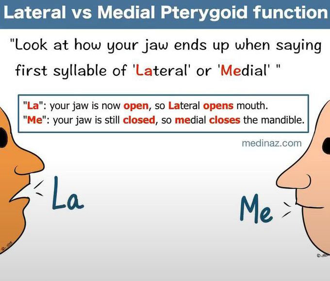 Functions of Lateral Vs Medial Pterygoid