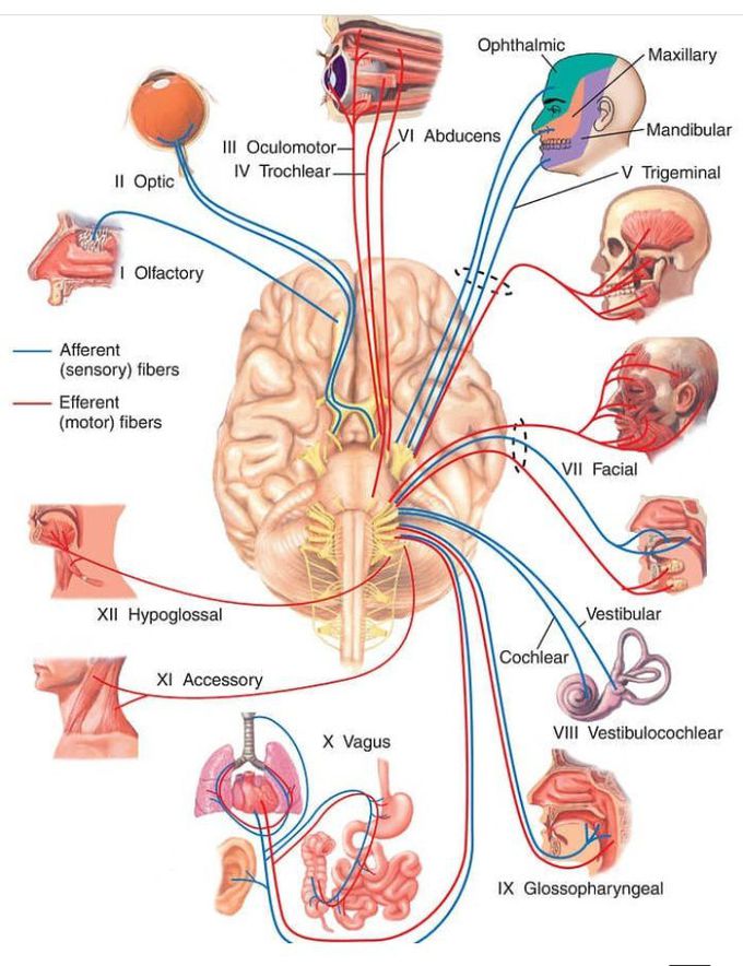 Cranial nerves