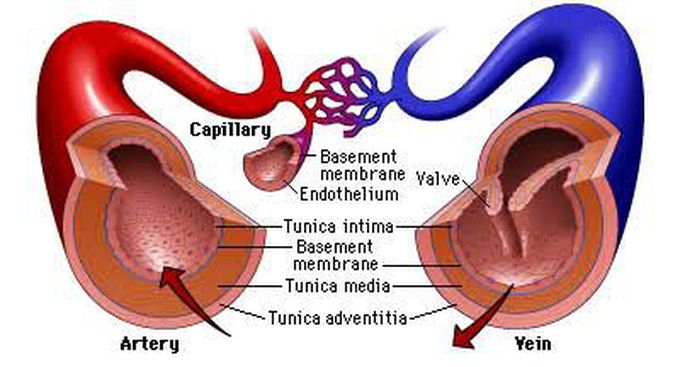 Artery nd vein layers