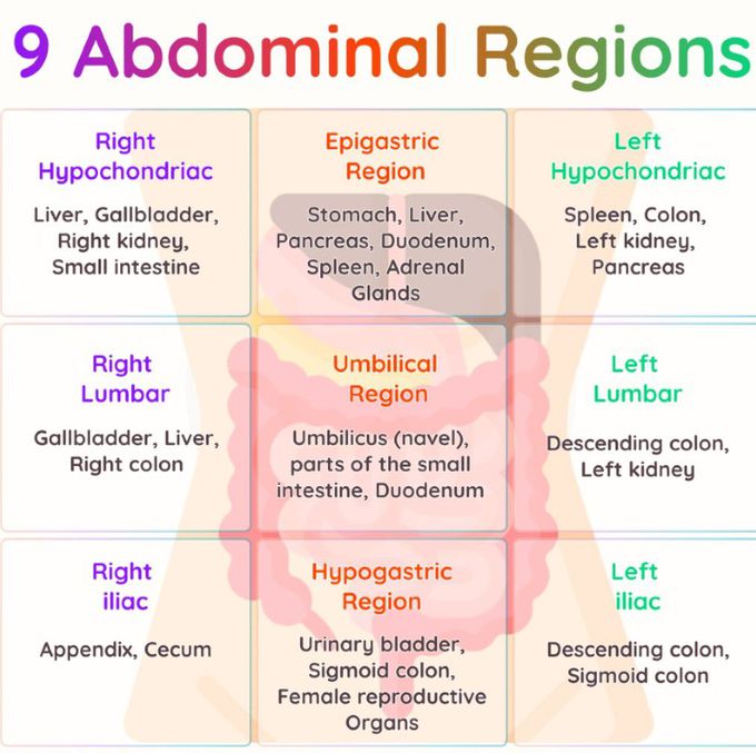 Abdominal Regions