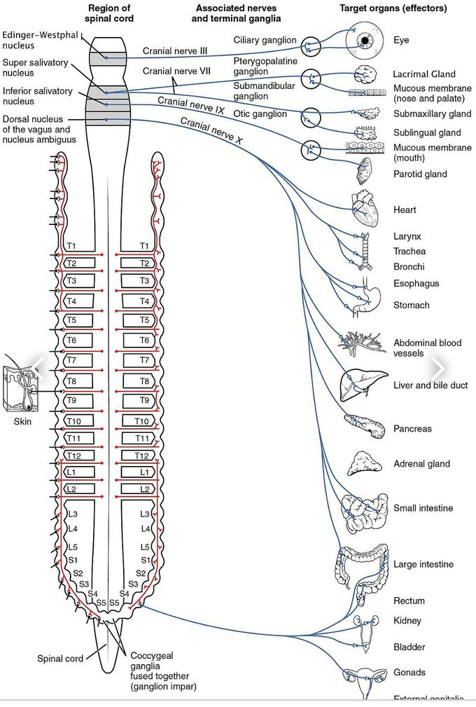 the Parasympathetic Nervous System....