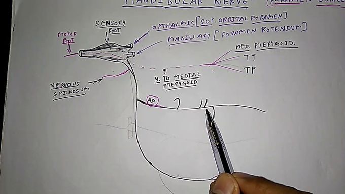 Mandibula Diagram