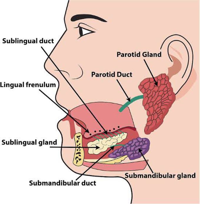 Salivary Glands