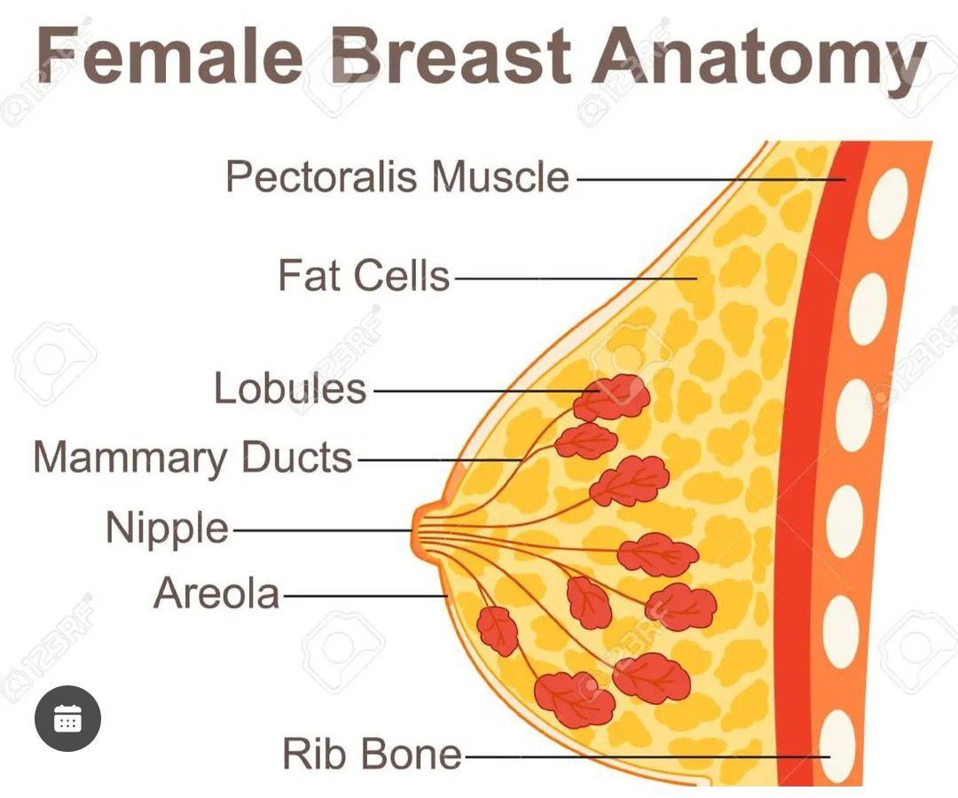 Female Breast Anatomy - MEDizzy