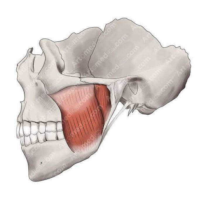 Masseter muscle MEDizzy