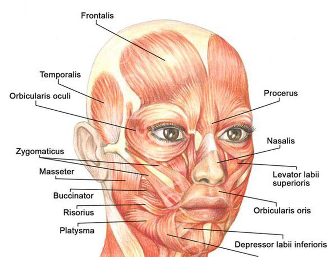 What muscles are facial muscles?