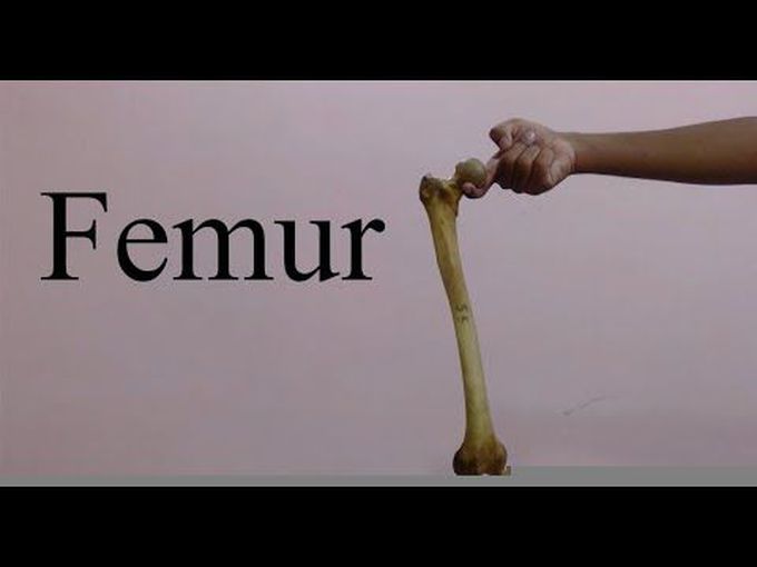Landmarks Of The Femur As Seen On A Real Bone.