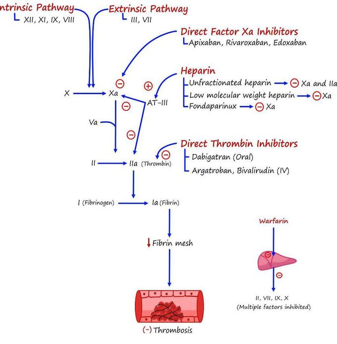 Approach to Anticoagulants II