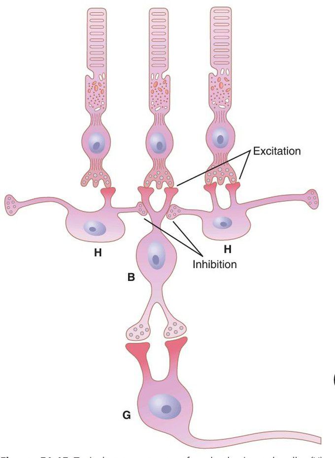 Rods (eye)