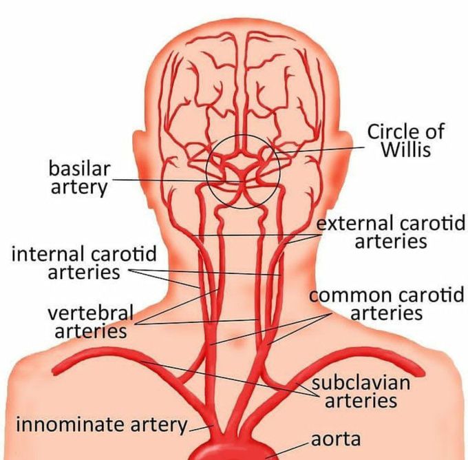 Blood supply. Of Brain