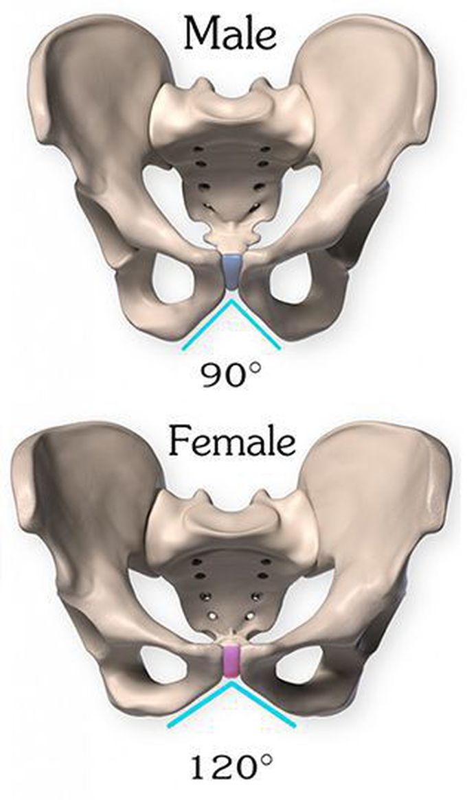 Difference in male and female pelvis .........