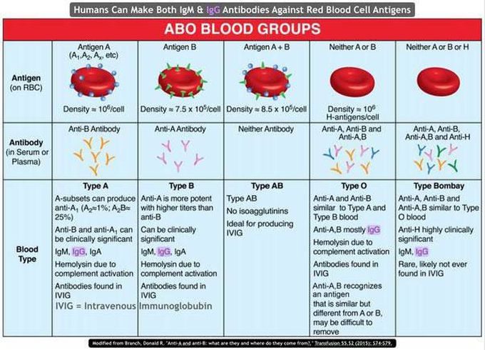 abo-blood-group-medizzy