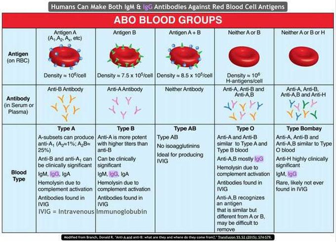 ABO Blood Group MEDizzy