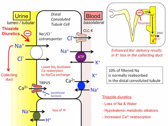 Thiazide diuretics