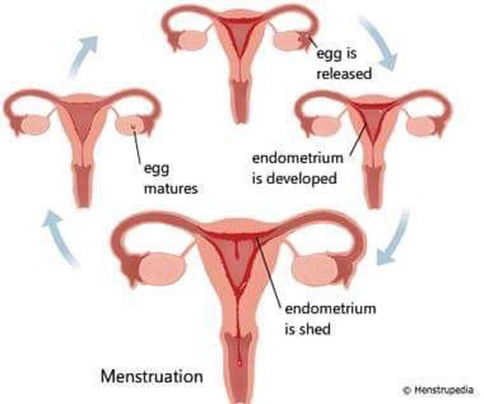 M.c. Periods
