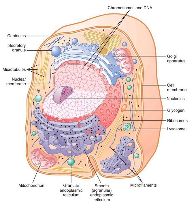 Cell physiology