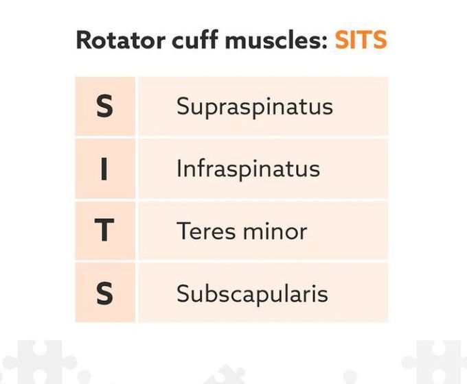 Rotator Cuff Muscles