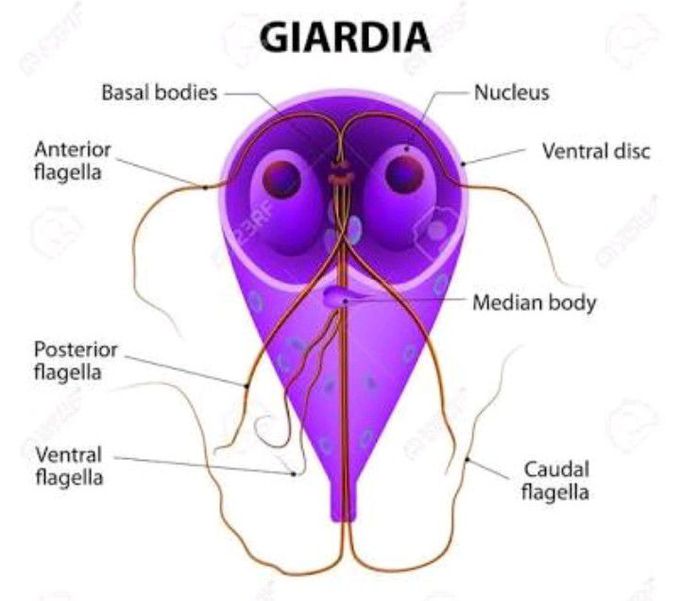 Giardia