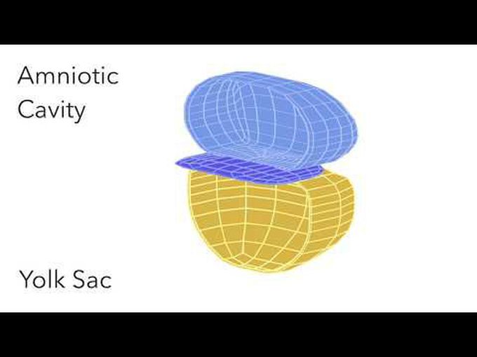 Amniotic Cavity & Yolk Sac