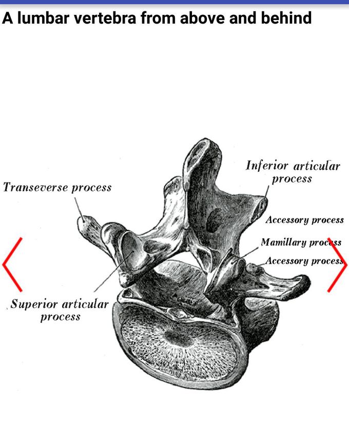 Lumbar vertebrae