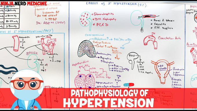 Pathophysiology and Diagnosis of Hypertension