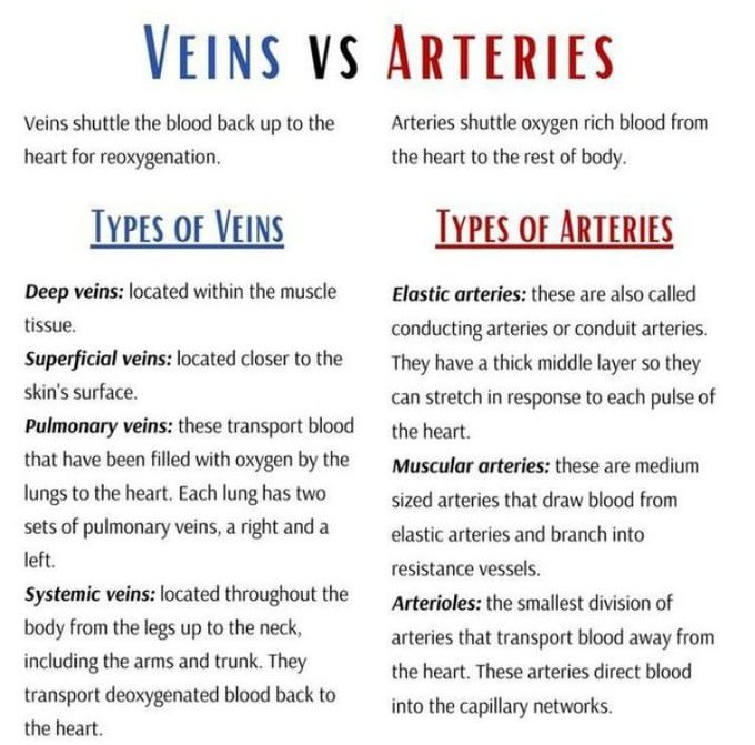 Veins Vs Arteries