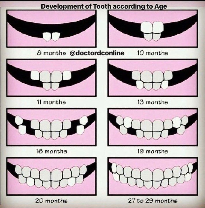 Tooth development according to age - MEDizzy