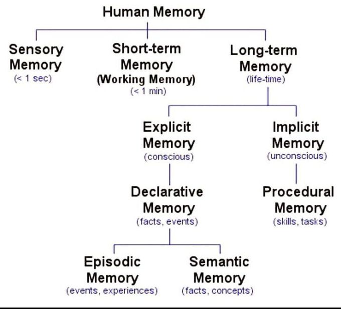 Human memory