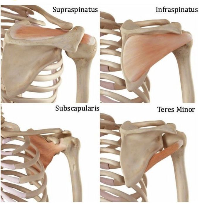 Rotator Cuff Muscles